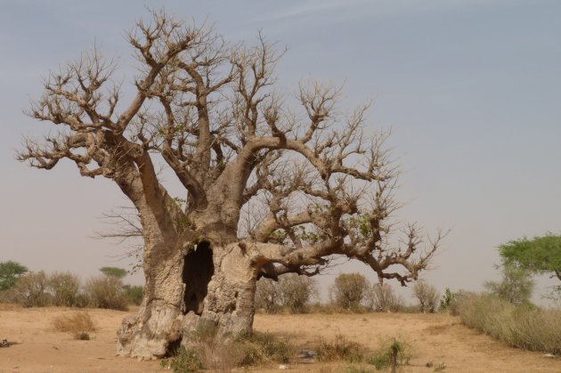 Baobab van ongeveer 1500 jaar oud. 