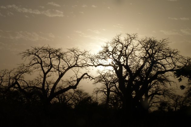 Ondergaande zon achter baobabbomen