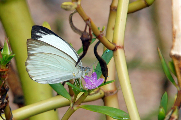 witte vlinder