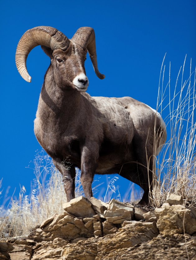 Big Horn Sheep (steenbok)