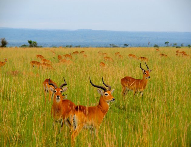 Gazelles op de savanne in Kenia
