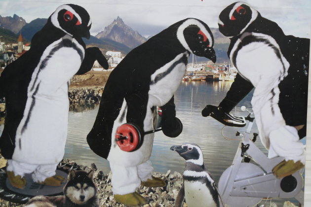 sportschool voor pinguïns