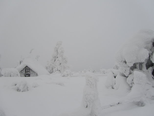 Besneeuwde bomen en huisje in Luosto