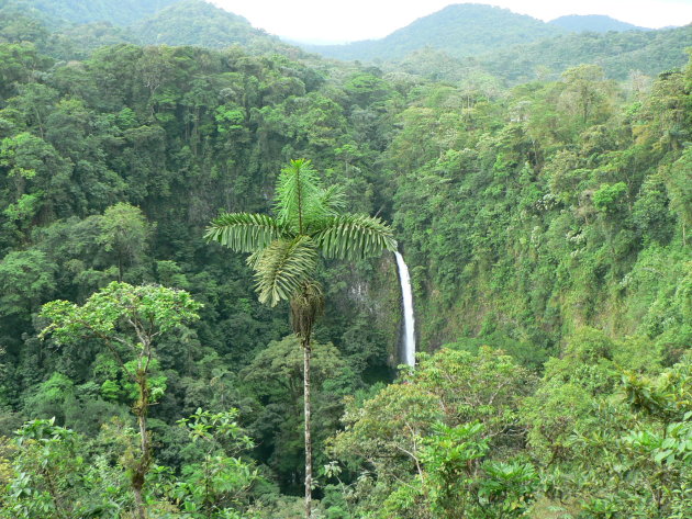 Regenwoud met waterval