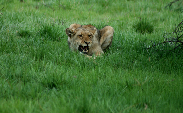 Young lioness in hunting mode