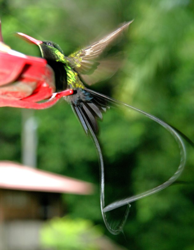 kolibri in Jamaica