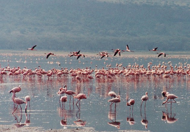 Flamingo's in Lake Nakuru