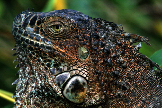 Een Iguana bij Cano Negro