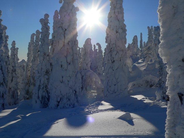 Sneeuw in Fins Lapland
