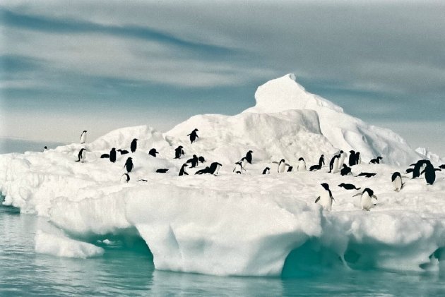 pinguins op ijsberg