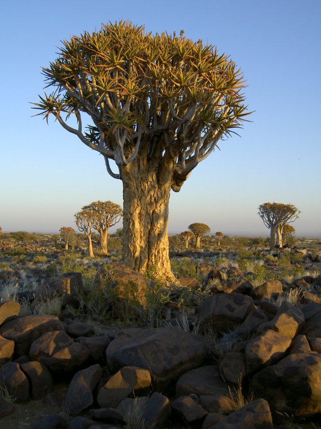 Kokerboom in Namibë