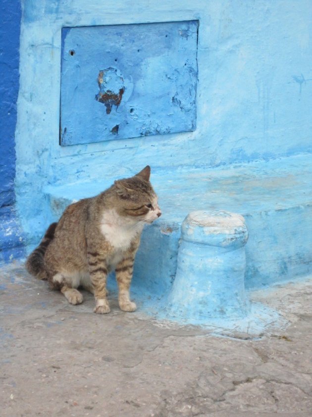 Grijze kat in blauwe medina Rabat