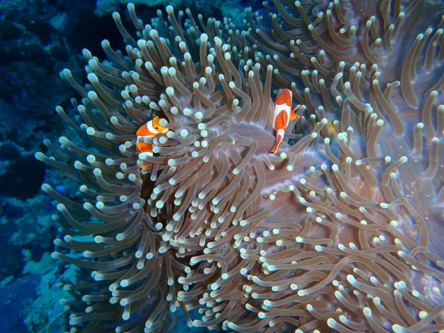 Clownfish in Egypte