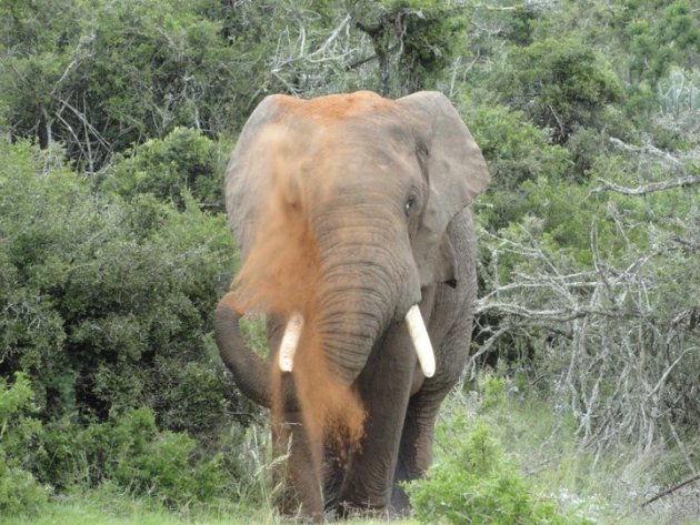 Stoom afblazende olifant