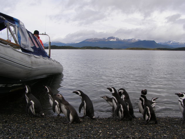 nieuwsgierige pinguins