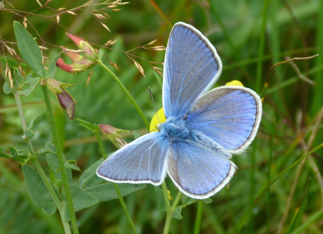 Blauw vlindertje