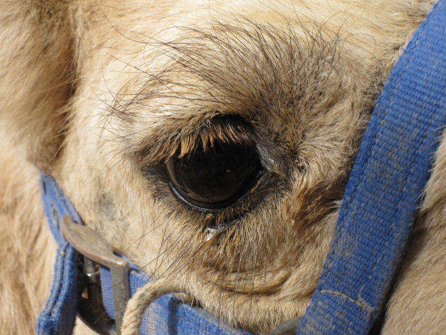 Close-up Camel