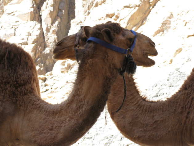 Duo kamelen