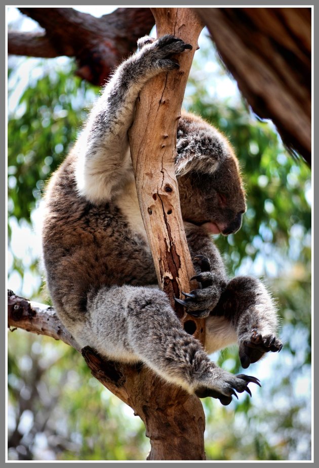 Eucalyptus!