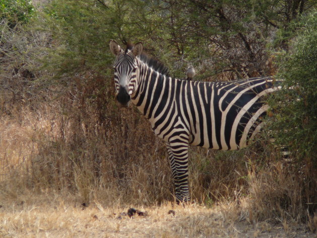Zebra poseert voor foto