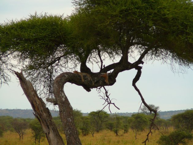 Luipaard met prooi in boom