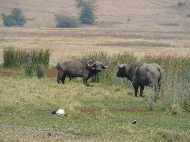 Buffels in Ngorongoro