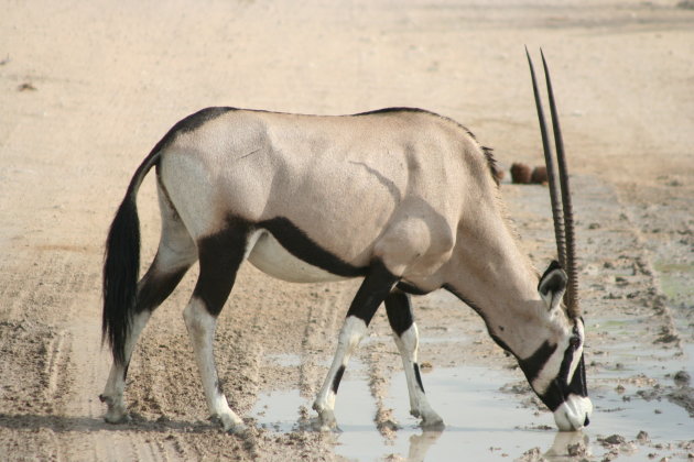 Oryx/Spiesbok, Etosha