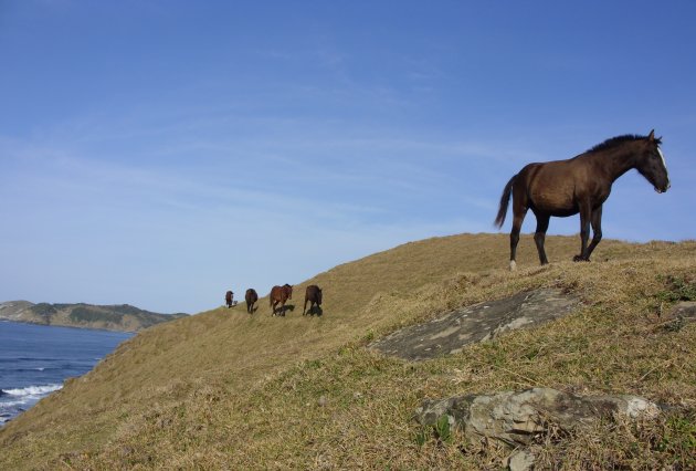 Paarden aan de wild coast