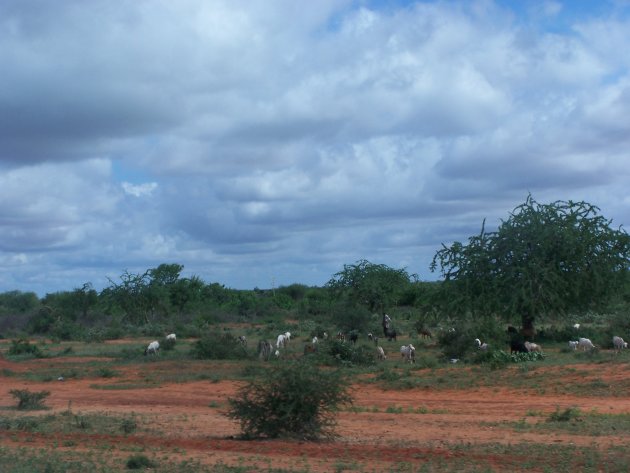 geitenhoeder van Amboselli.