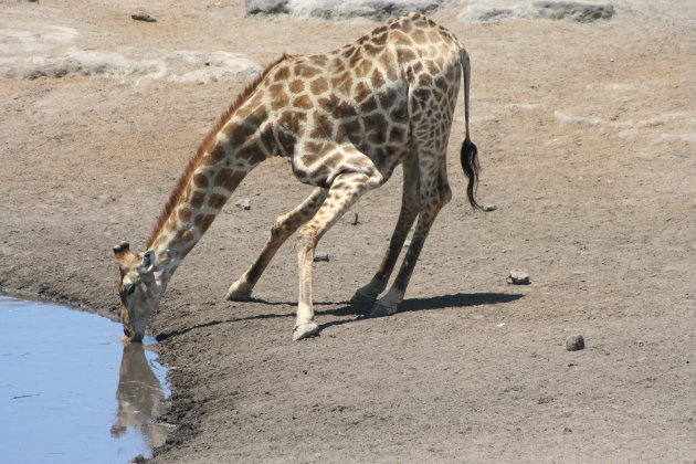 Drinkende giraf