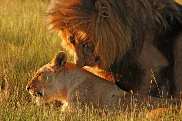 Verliefde leeuwen in Schotia safari- park 