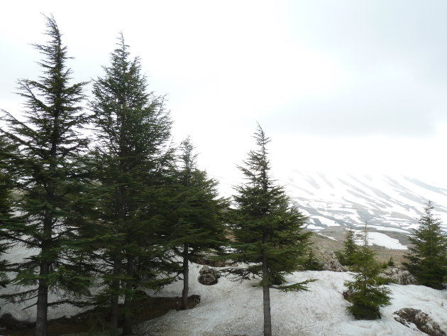 Sneeuw in Libanon?!