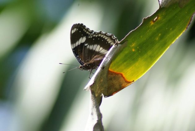 Vlinder