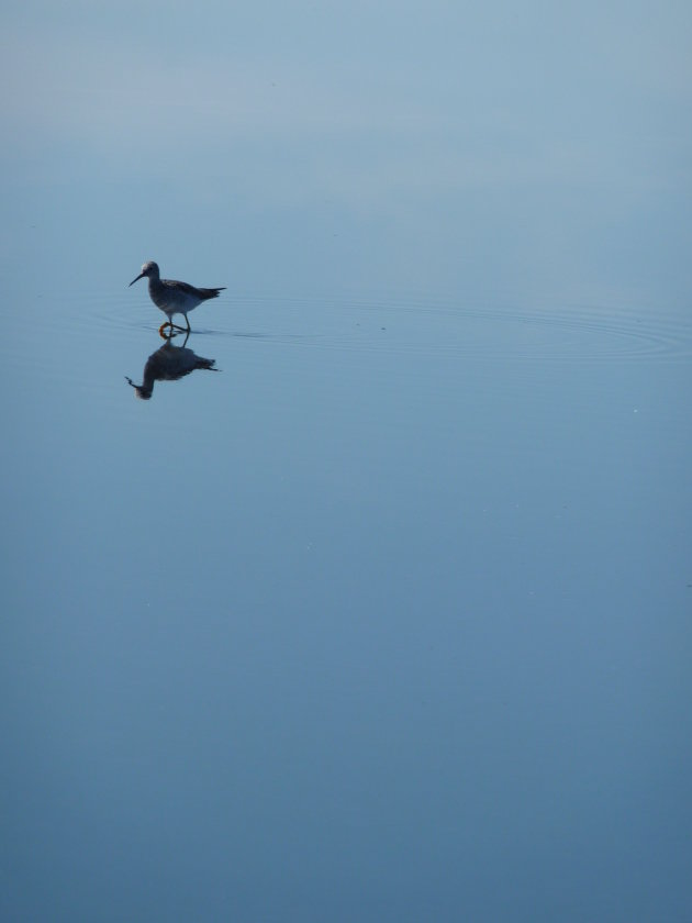 vogel rustig in het water 