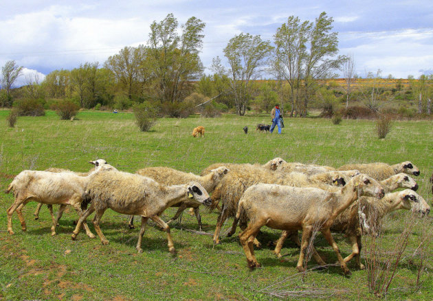 schapen,honden en een herder