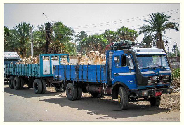 Kamelen transport