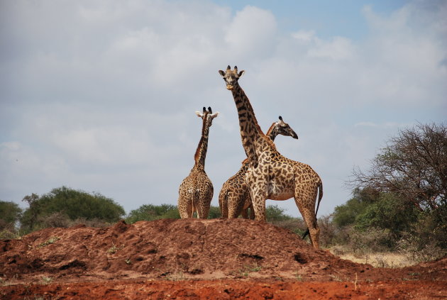 Giraffen op de uitkijk