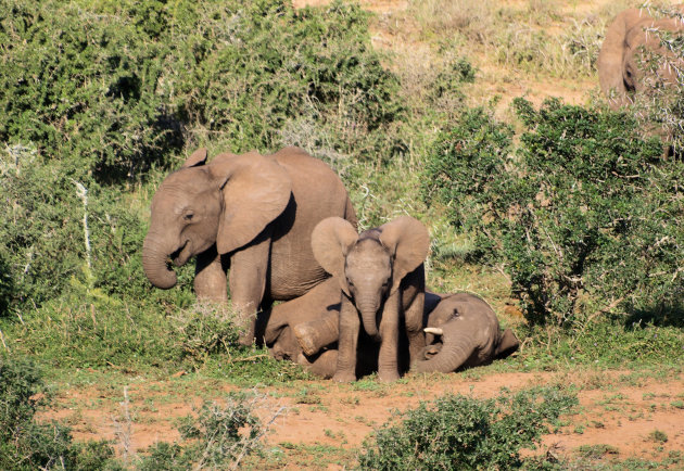 Spelende olifantien
