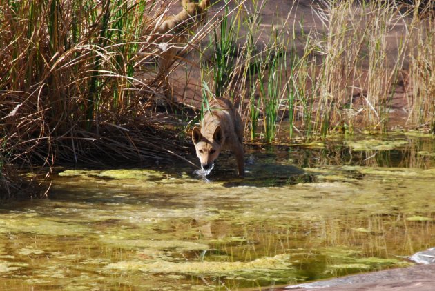 Wilde dingo in Palm Valley