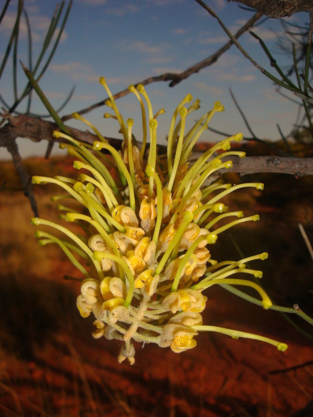 Desert Grevillea / Honeysucker Spider Flower
