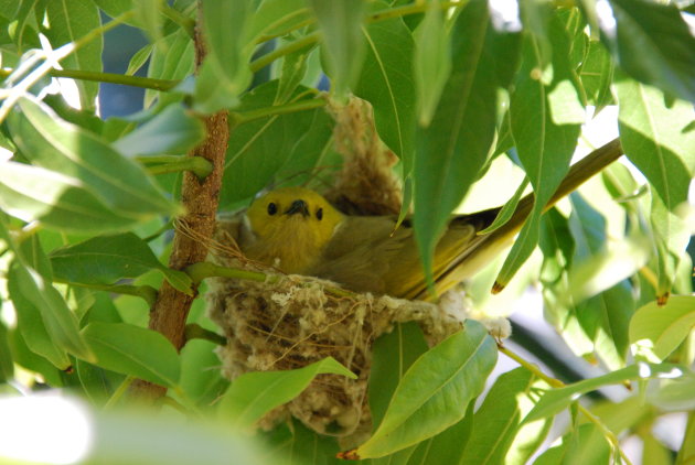 Broedende vogel op haar nestje