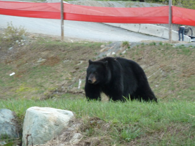 Zwarte beer naast de piste