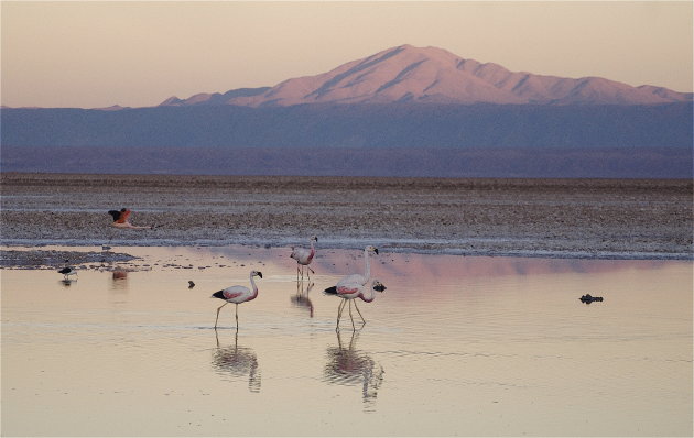 Flamingo's aan het ontbijt