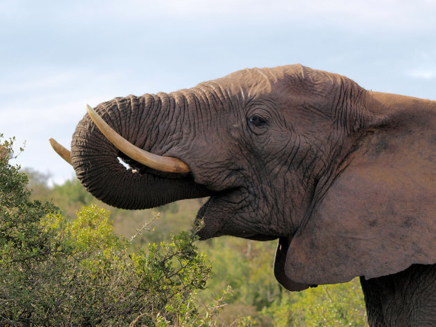 Etende olifant
