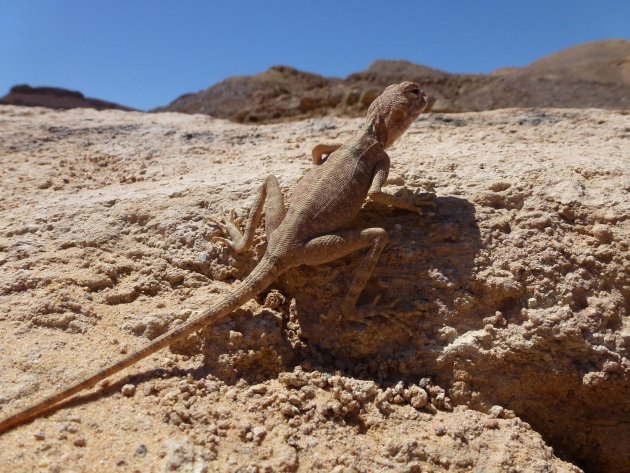salamander in de Sinai