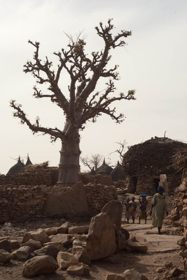 Baobab in Mali