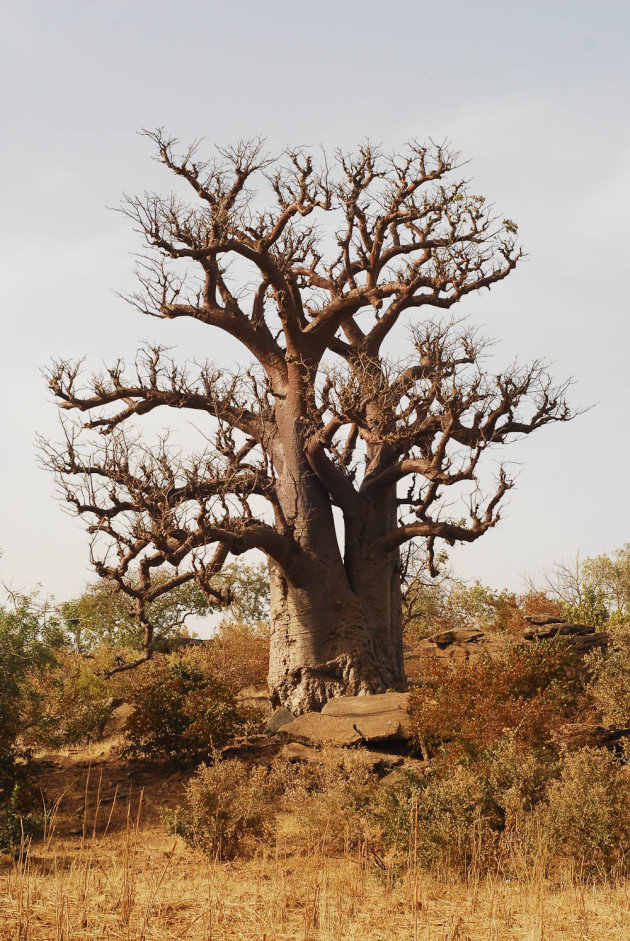 Baobab volgens het boekje