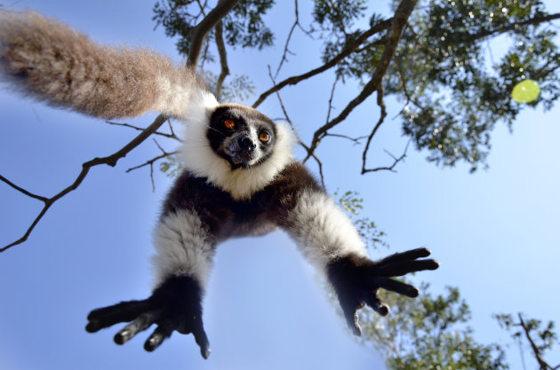Black and White ruffed lemur hangend in en boom