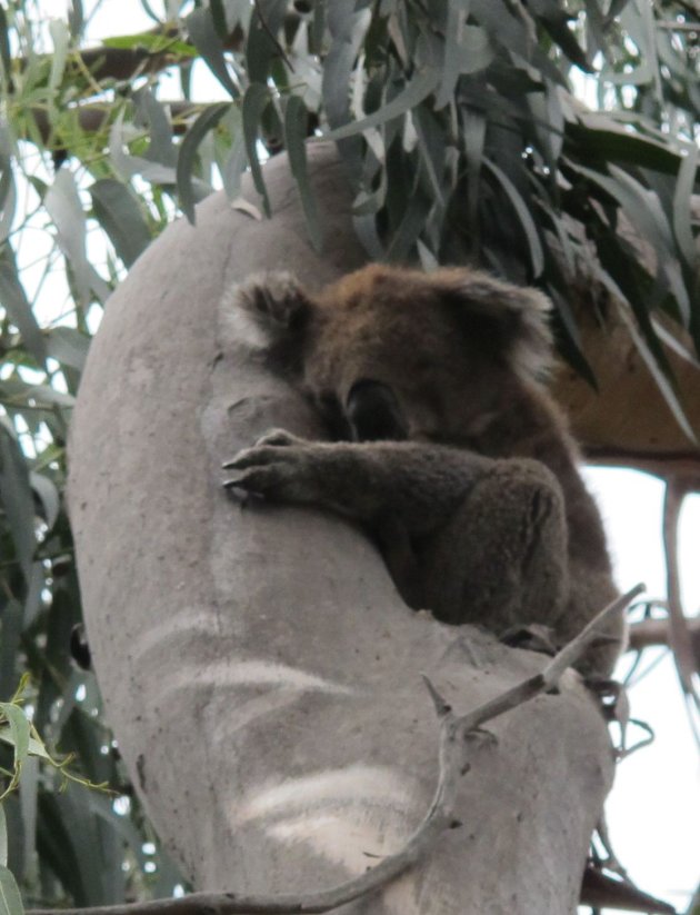 Koala's gespot in het wil;d