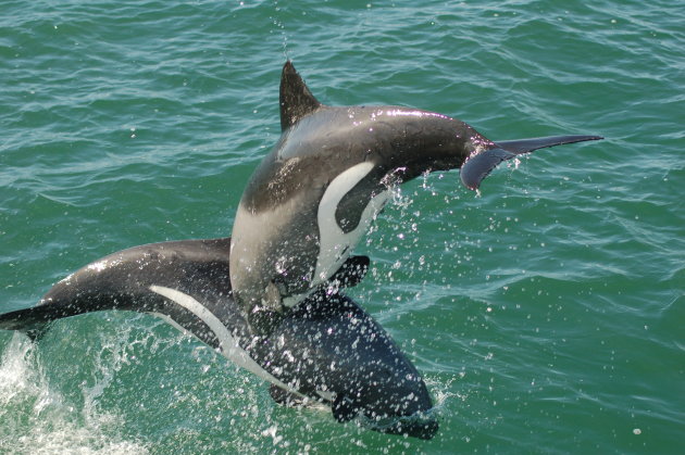 dolfijnen bij de kust van luderitz